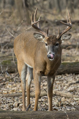 Deer licking its nose