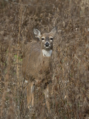 Whitetail Deer doe in tall grass