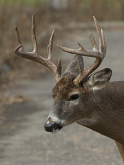Fototapeta premium Closeup of Whitetail Deer