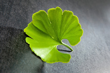 Ginkgo leaf.