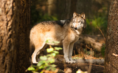 North American Timberwolf Wild Animal Wolf Canine Predator Alpha