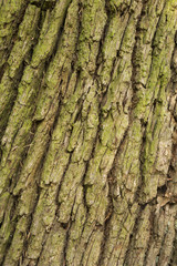 Closeup of atree trunk