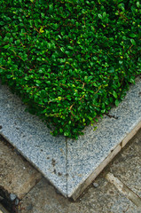 Tropical Garden-Garden bush