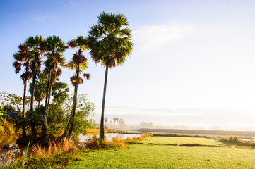 Fototapeta premium Green Rice Field