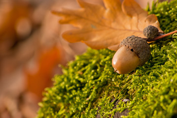 Acorn