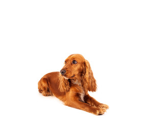 Cute cocker spaniel with copy space