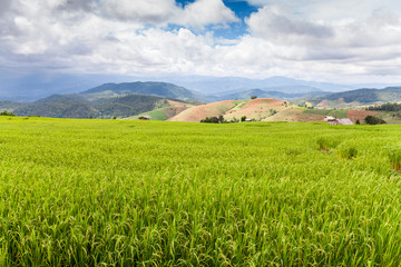 Green Terraced Rice Field