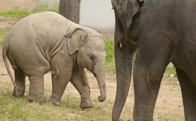 Fototapeta premium Elephant