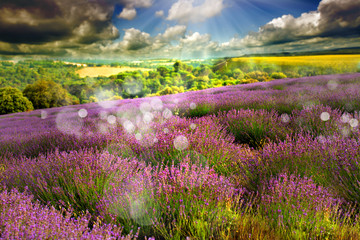 lavender field