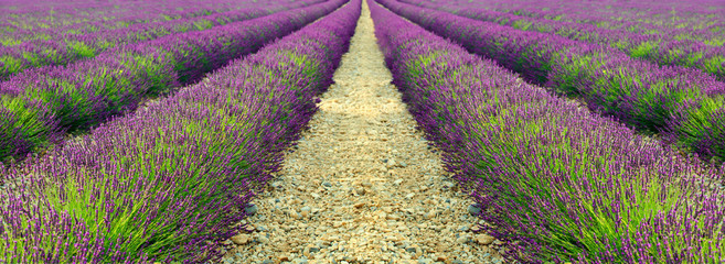 lavender field