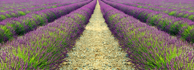 lavender field