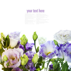 White and purple eustoma flowers