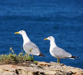 Obraz premium Moewe - gull 21