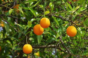 Orange am Baum - orange fruit on tree 14