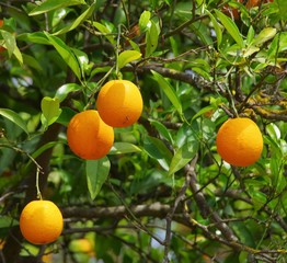 Orange am Baum - orange fruit on tree 15