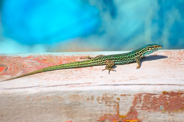 Fototapeta premium Formentera lizard Podarcis pityusensis formenterae
