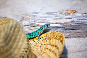 Formentera lizard Podarcis pityusensis formenterae