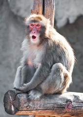 Japanese macaque