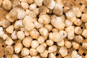 mushrooms fresh in the market.