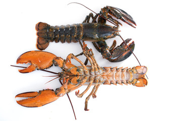 lobsters