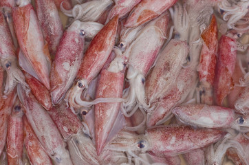 Squid in the market © gamelover