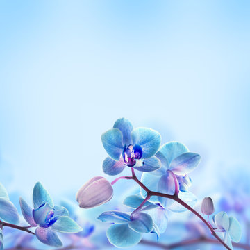 Fototapeta Floral background of tropical orchids