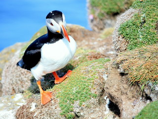 Puffin