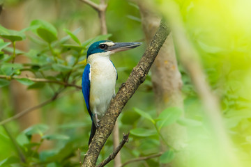 Collared Kingfisher (Todiramphus chloris) in nature forest