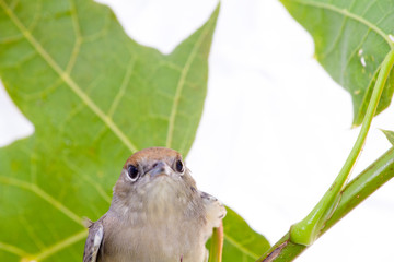 Black-cap, female sylvia atricapilla on a maple branch on a