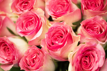 Nice roses in celebration concept