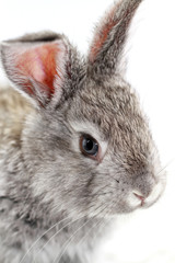 Gray rabbit