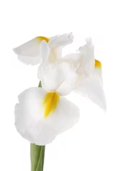 Crédence de cuisine en verre imprimé Iris Iris blanc