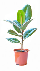 rubber plant