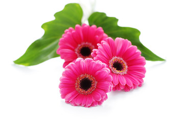 pink gerbera