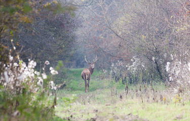 Red deer walking in forest