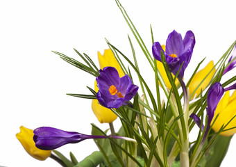 Crocuses, tulips isolated on the white