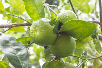 green lemon on tree