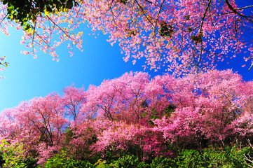 Full Bloom Cherry Blossom with Blue Sky Background