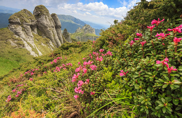 Pink mountain flowers and geological formations,Ciucas mountains