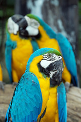 parrots