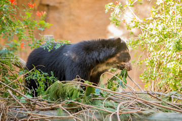Bornean Sun Bear