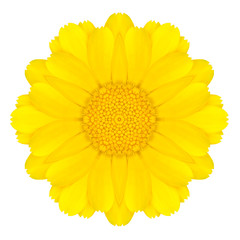 Yellow Concentric Daisy Flower Isolated on White. Mandala