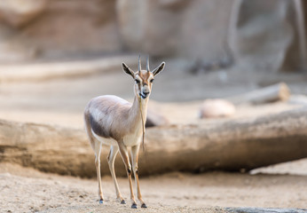 gazelle
