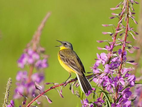 Yellow Wagtail singing on Fireweed flowers