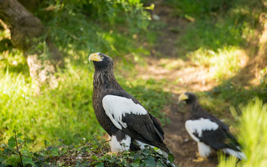 hawk