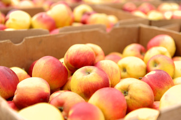 Crates Full Of Apples