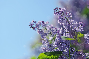 Beautiful Lilac Flowers Border