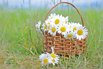 Fototapeta na wymiar Basket with a bouquet of daisies in a field