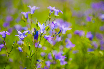 Flowers in a meadow