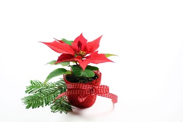 Roter Weihnachtsstern